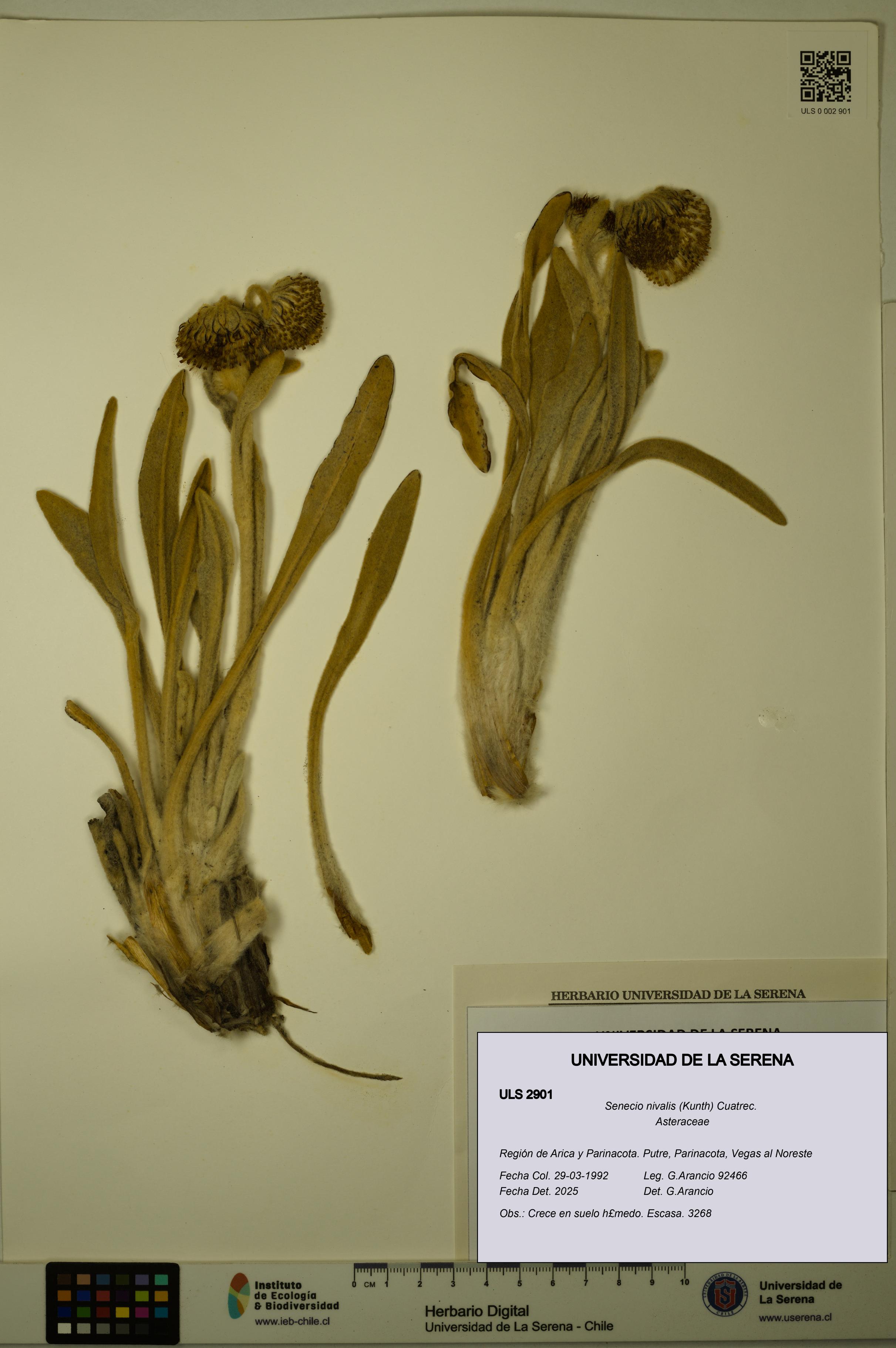 Senecio nivalis [Espécimen: ULS:ULS:0002901]