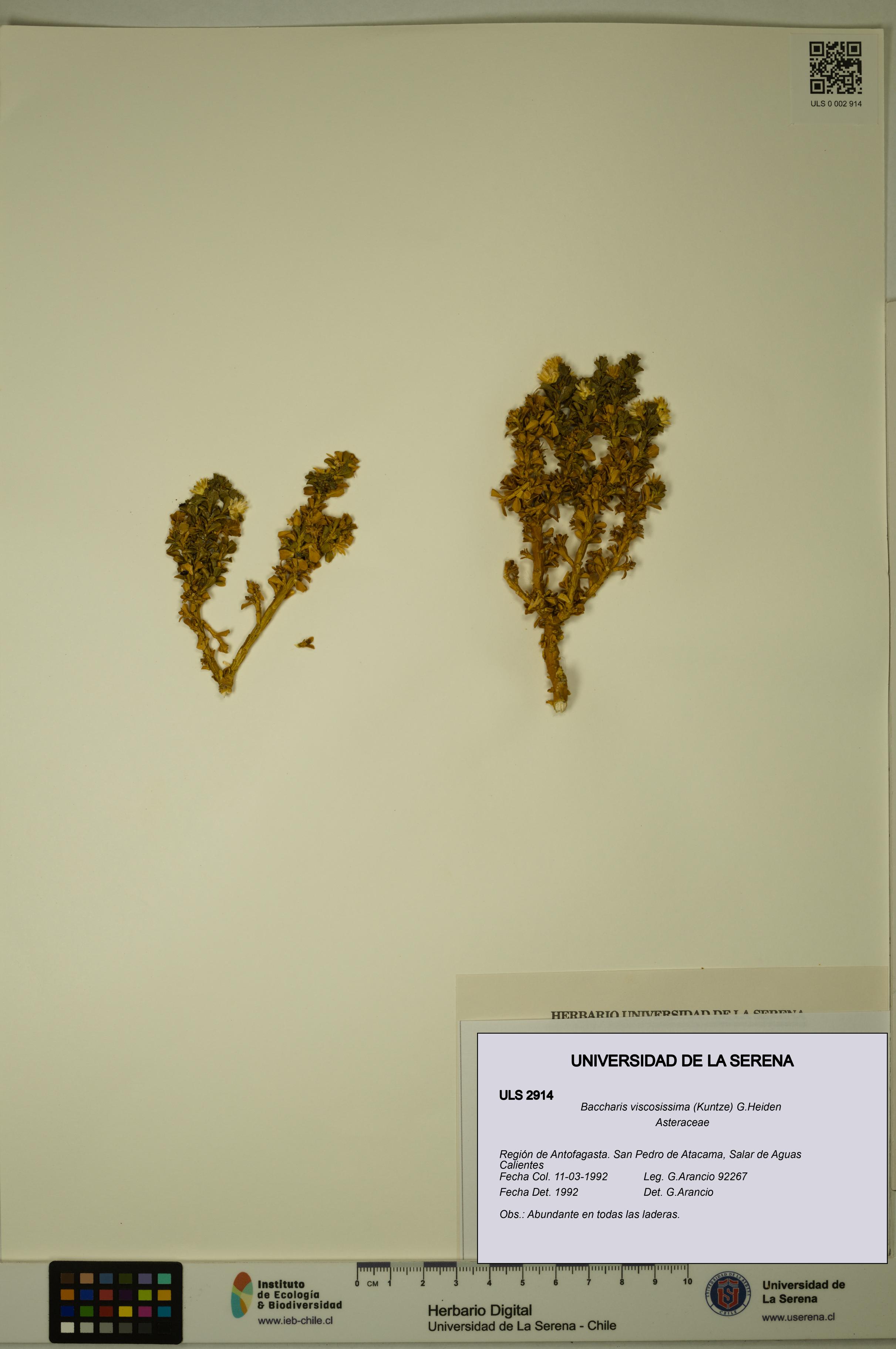 Baccharis tola [Espécimen: ULS:ULS:0002914]