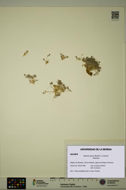 Adesmia spuma [Espécimen: ULS:ULS:0002915]