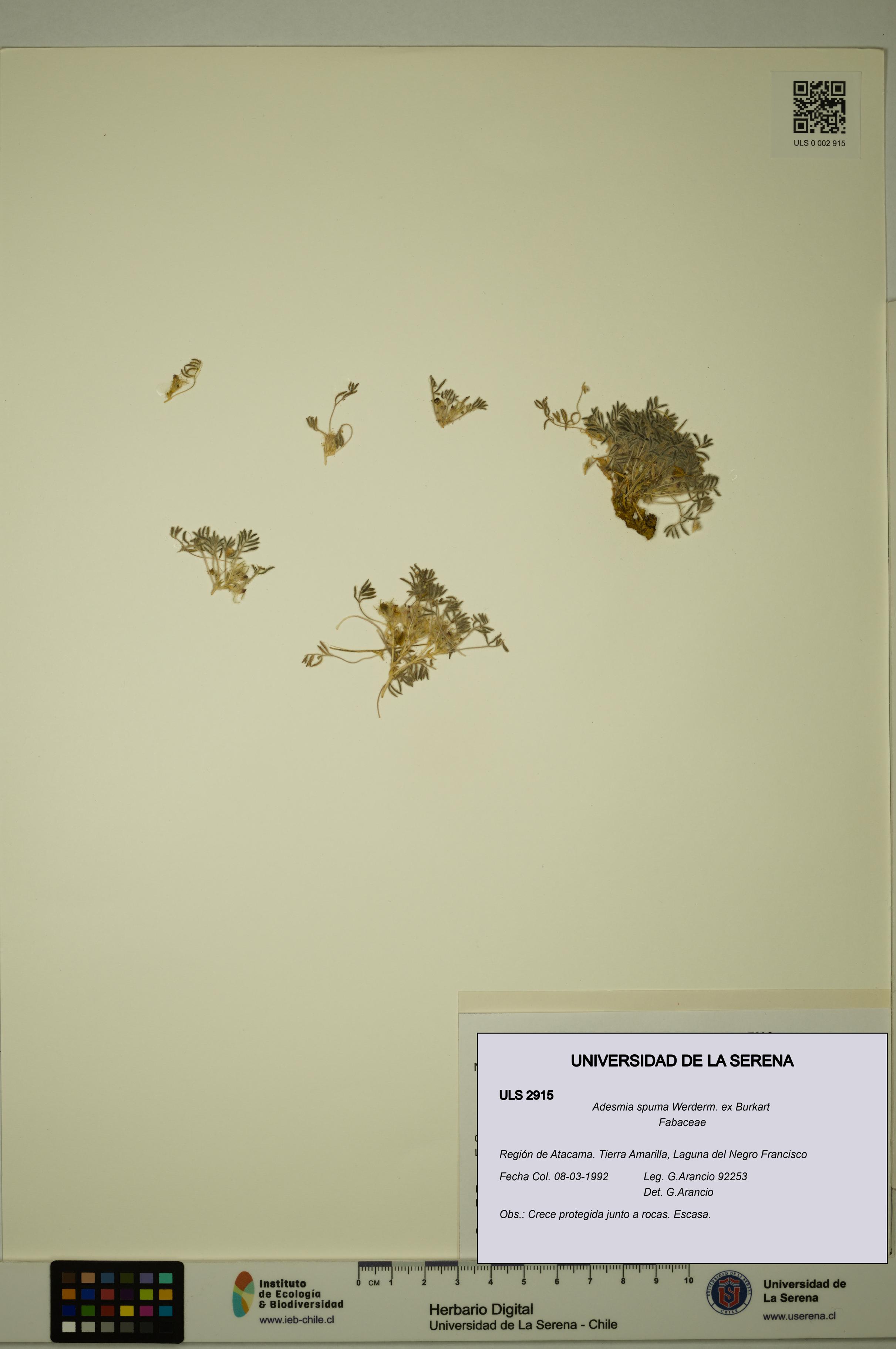 Adesmia spuma [Espécimen: ULS:ULS:0002915]