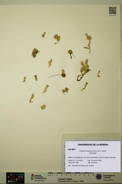 Oriastrum revolutum [Espécimen: ULS:ULS:0002917]