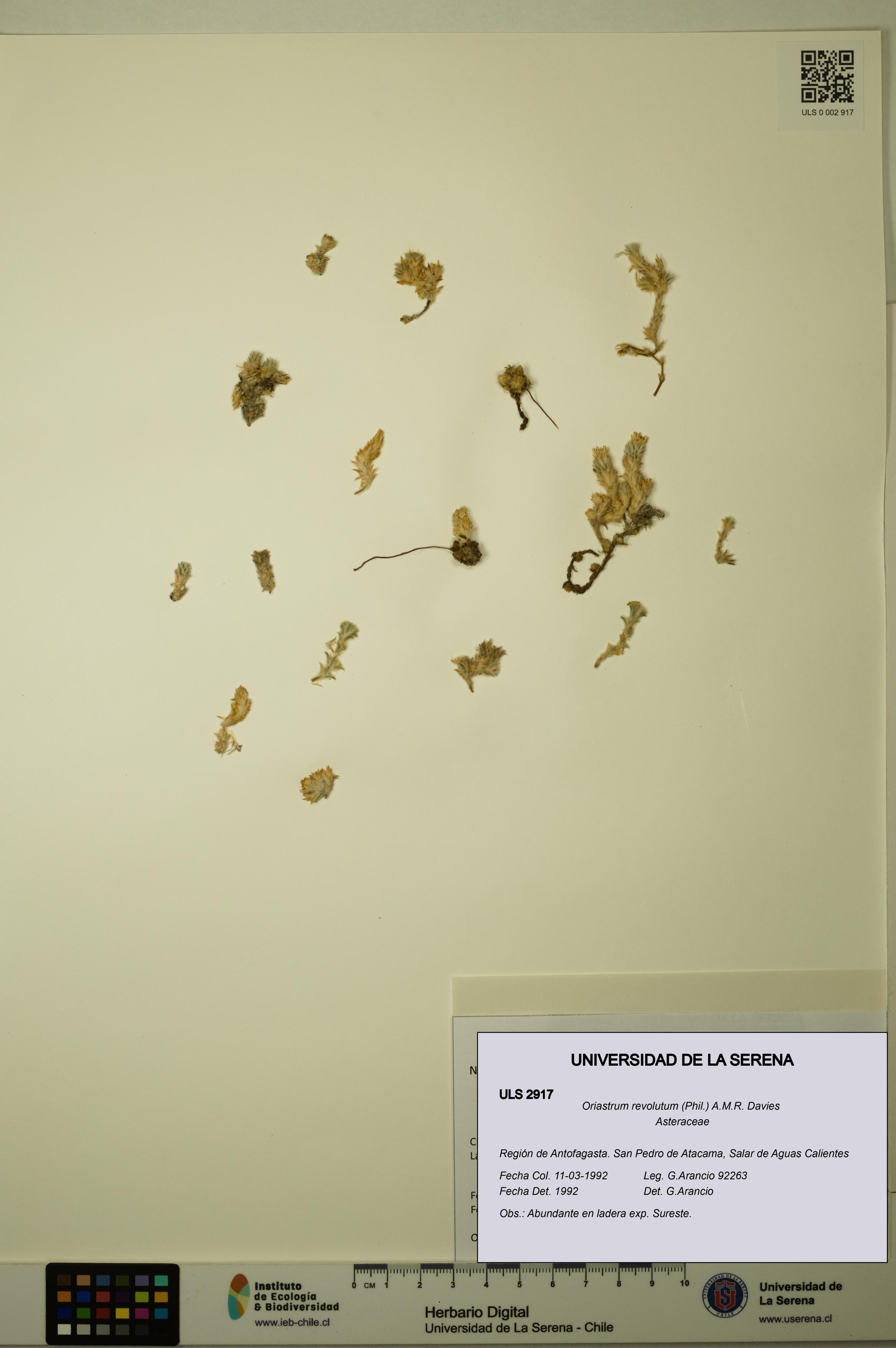 Oriastrum revolutum [Espécimen: ULS:ULS:0002917]