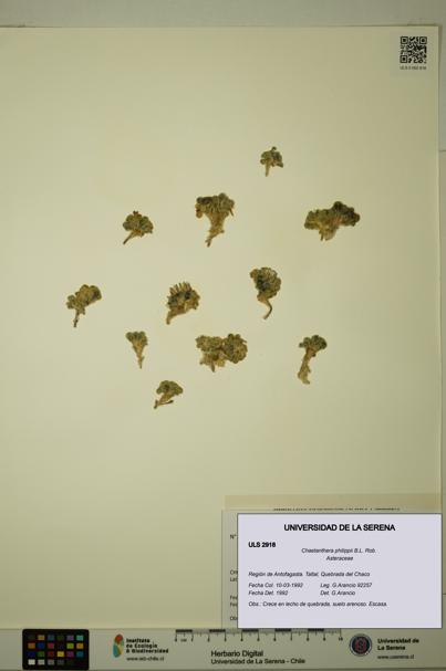 Chaetanthera philippii [Espécimen: ULS:ULS:0002918]