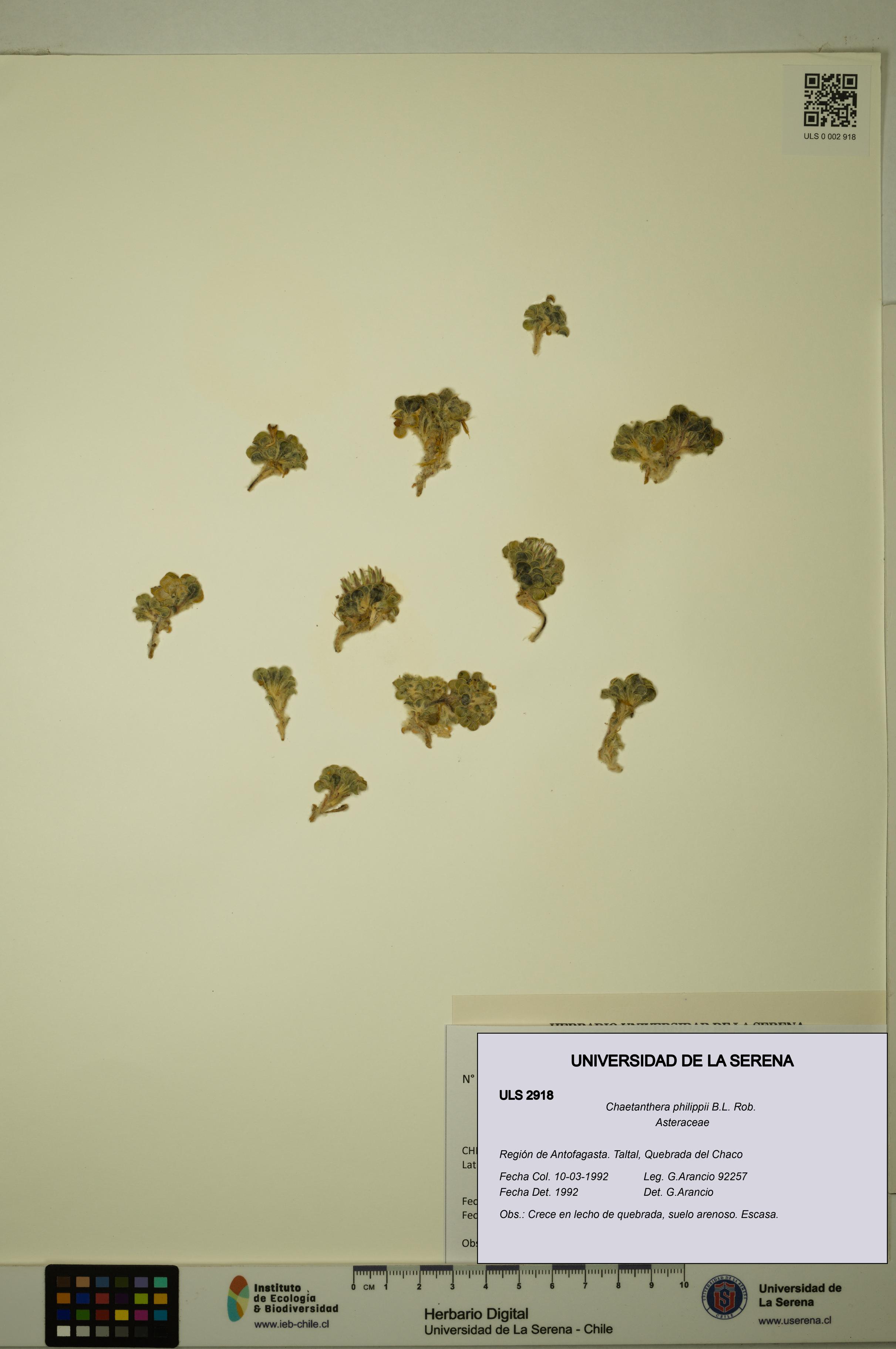 Chaetanthera philippii [Espécimen: ULS:ULS:0002918]