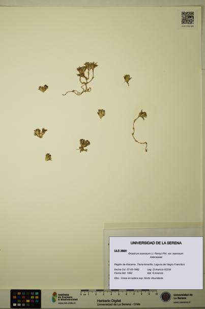Oriastrum acerosum var. acerosum [Espécimen: ULS:ULS:0002920]