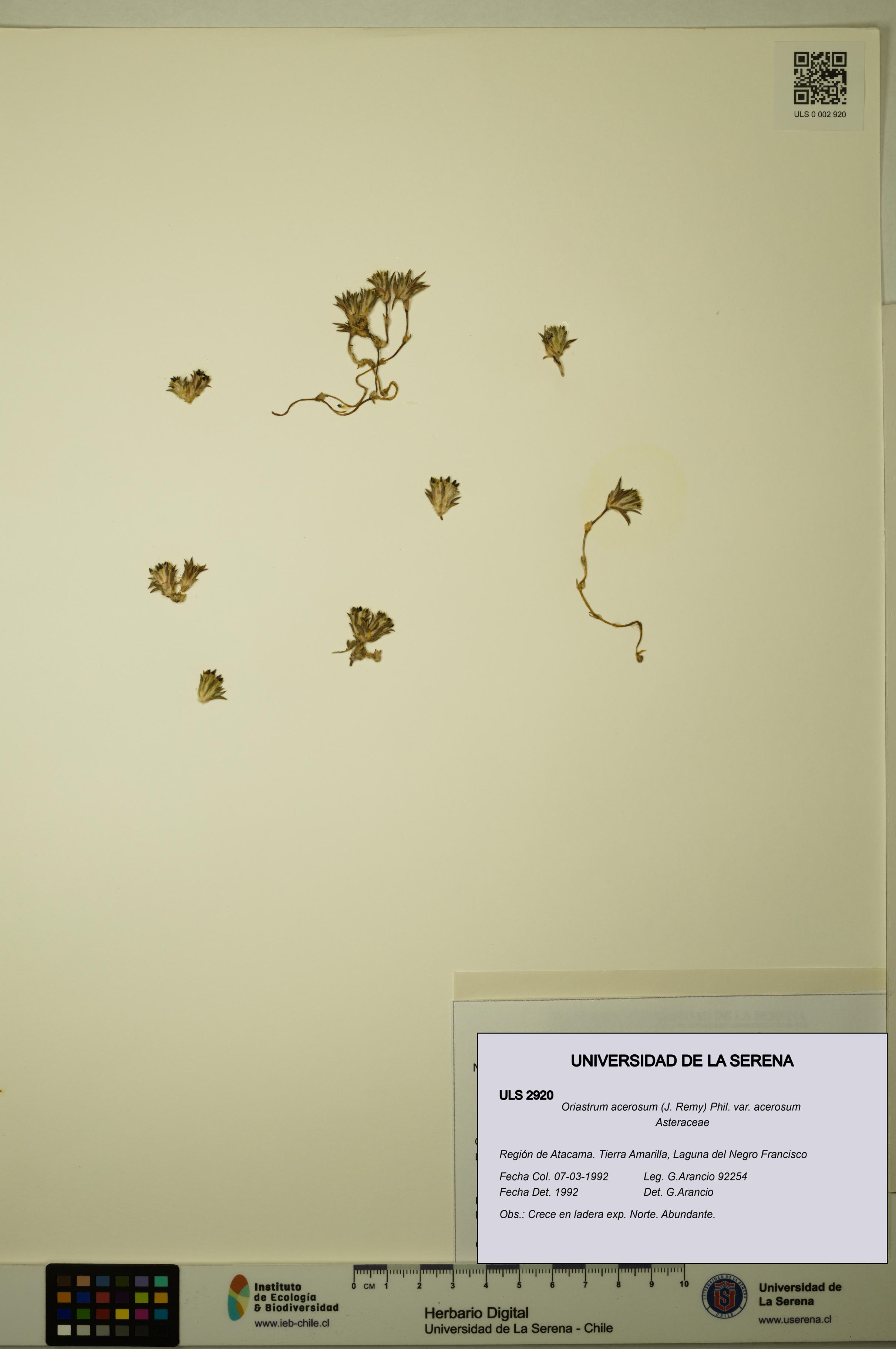 Oriastrum acerosum var. acerosum [Espécimen: ULS:ULS:0002920]