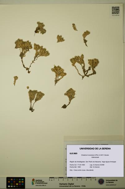 Oriastrum revolutum [Espécimen: ULS:ULS:0002923]