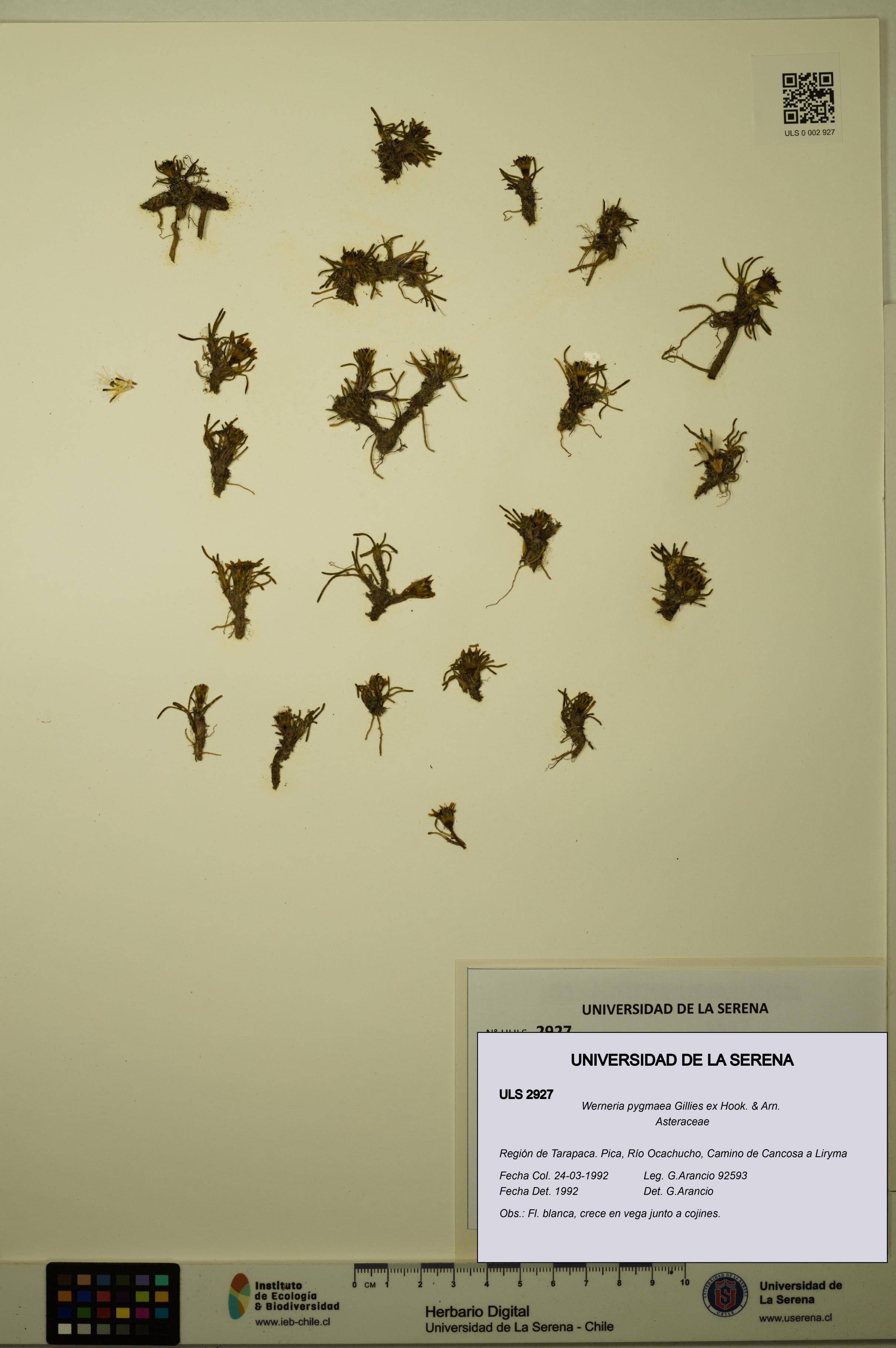 Werneria pygmaea [Espécimen: ULS:ULS:0002927]