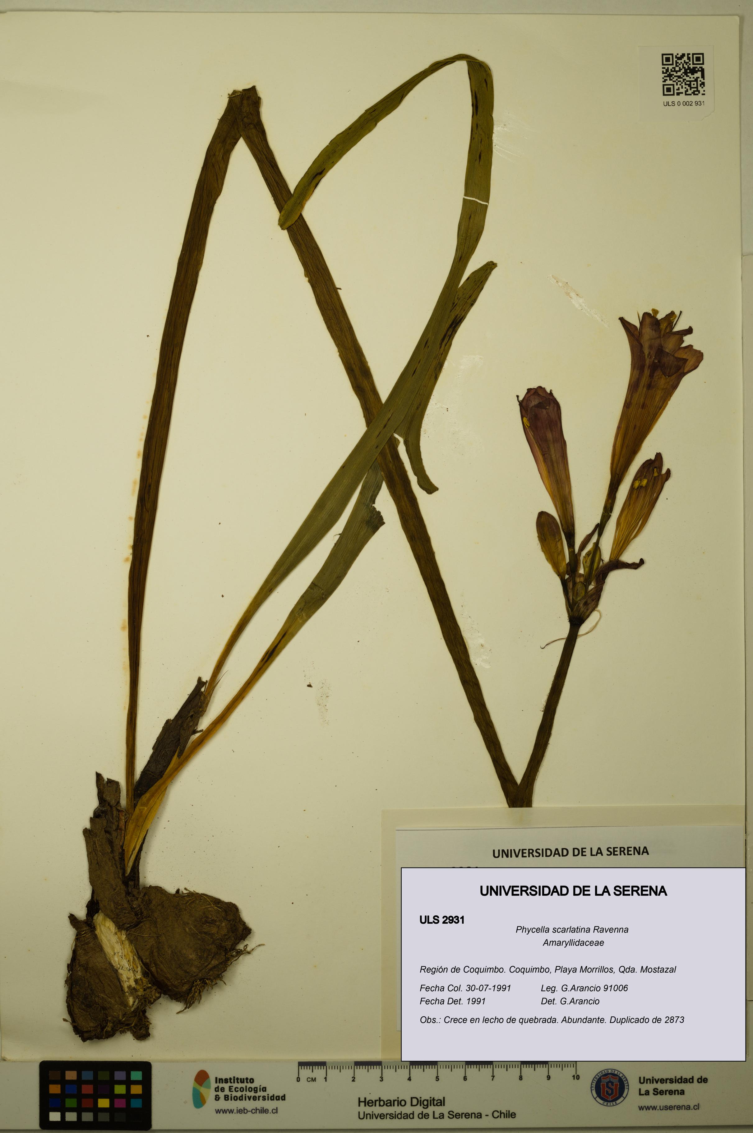 Phycella scarlatina [Espécimen: ULS:ULS:0002931]