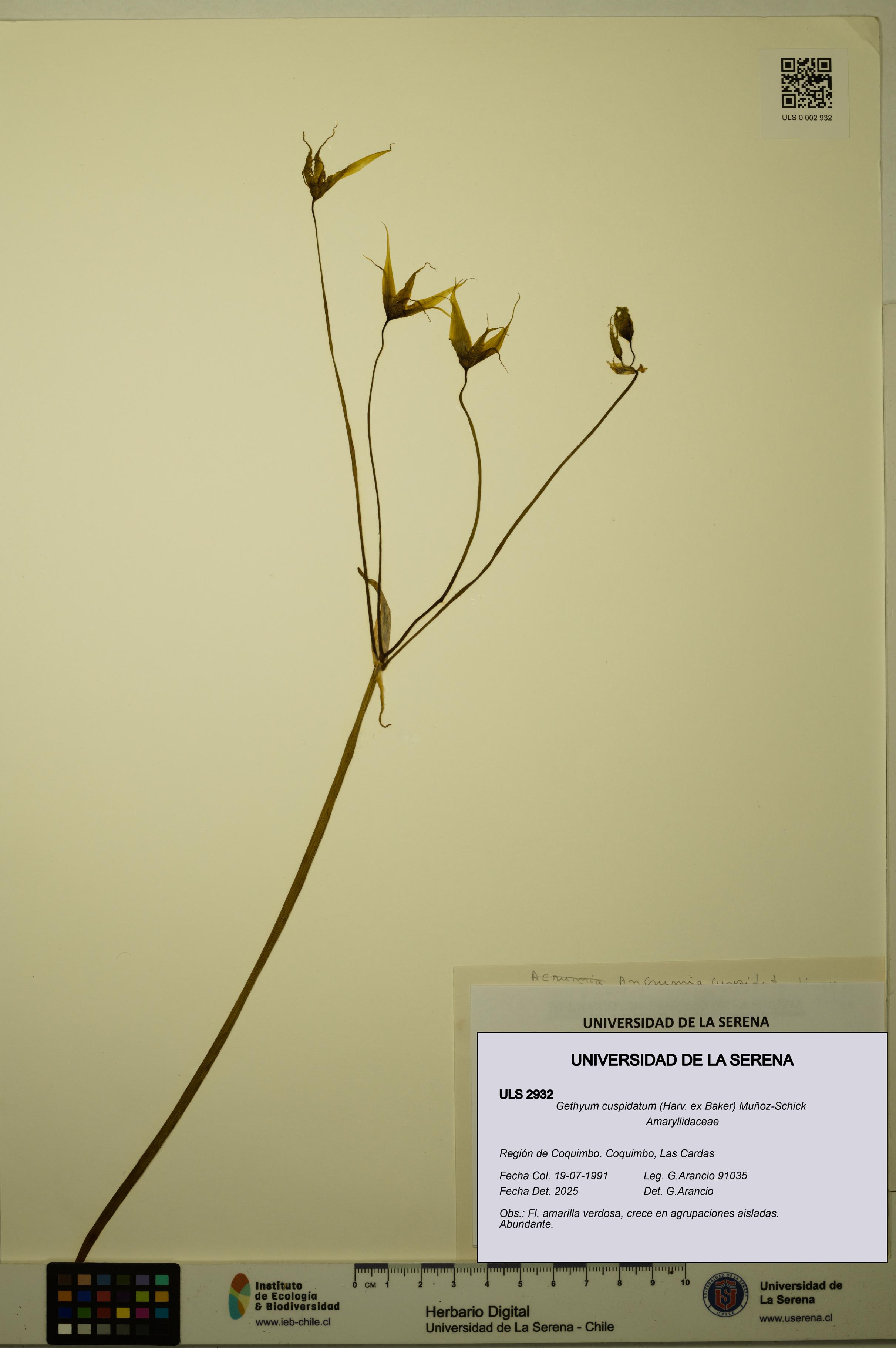 Gethyum cuspidatum [Espécimen: ULS:ULS:0002932]