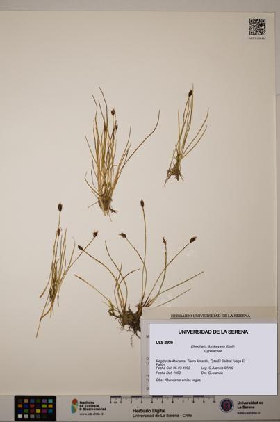 Eleocharis dombeyana [Espécimen: ULS:ULS:0002935]