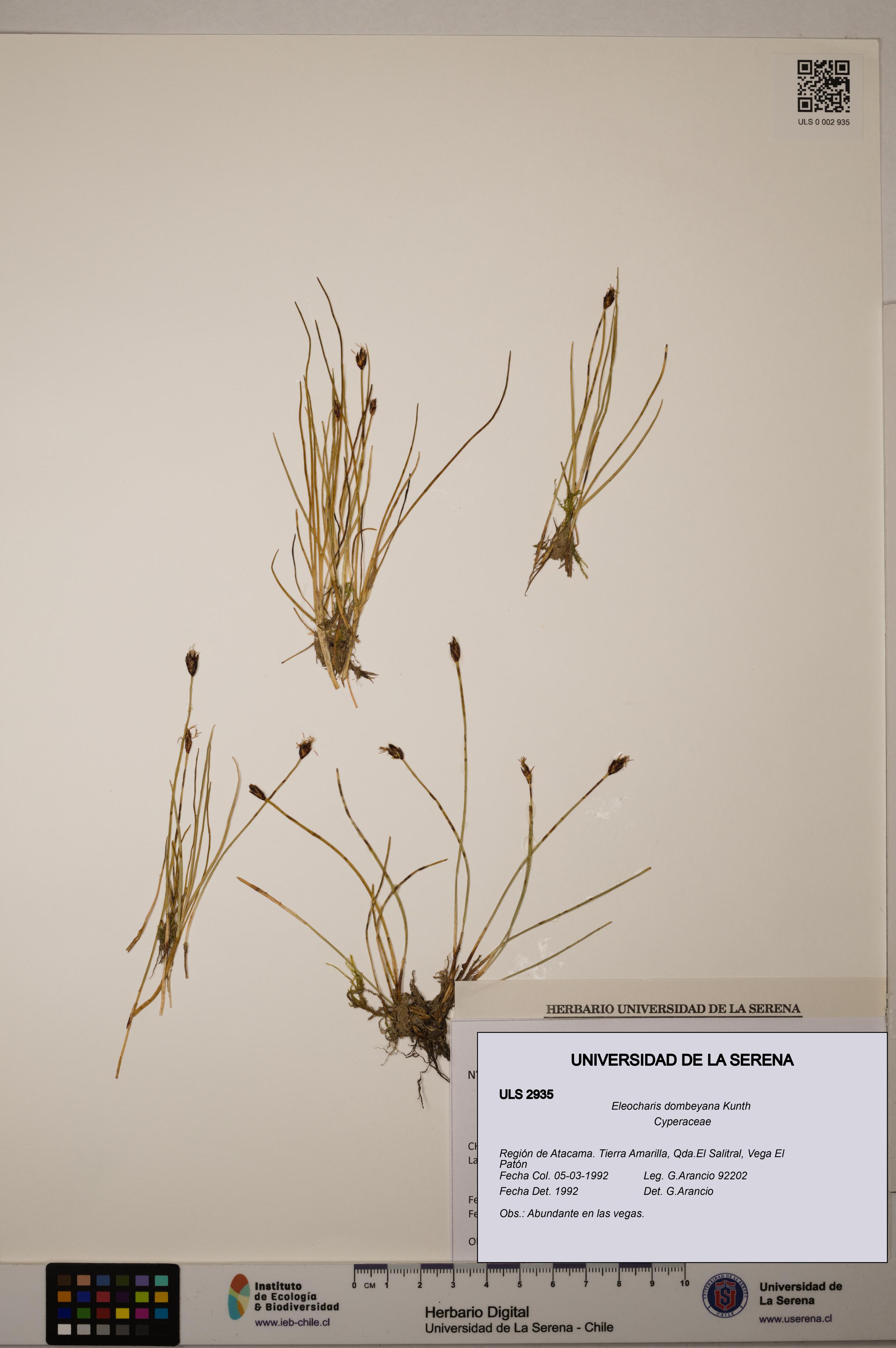 Eleocharis dombeyana [Espécimen: ULS:ULS:0002935]