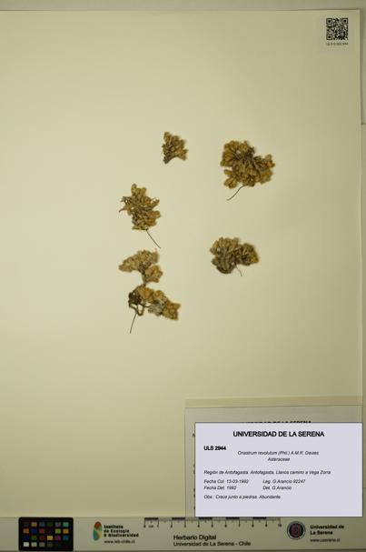 Oriastrum revolutum [Espécimen: ULS:ULS:0002944]