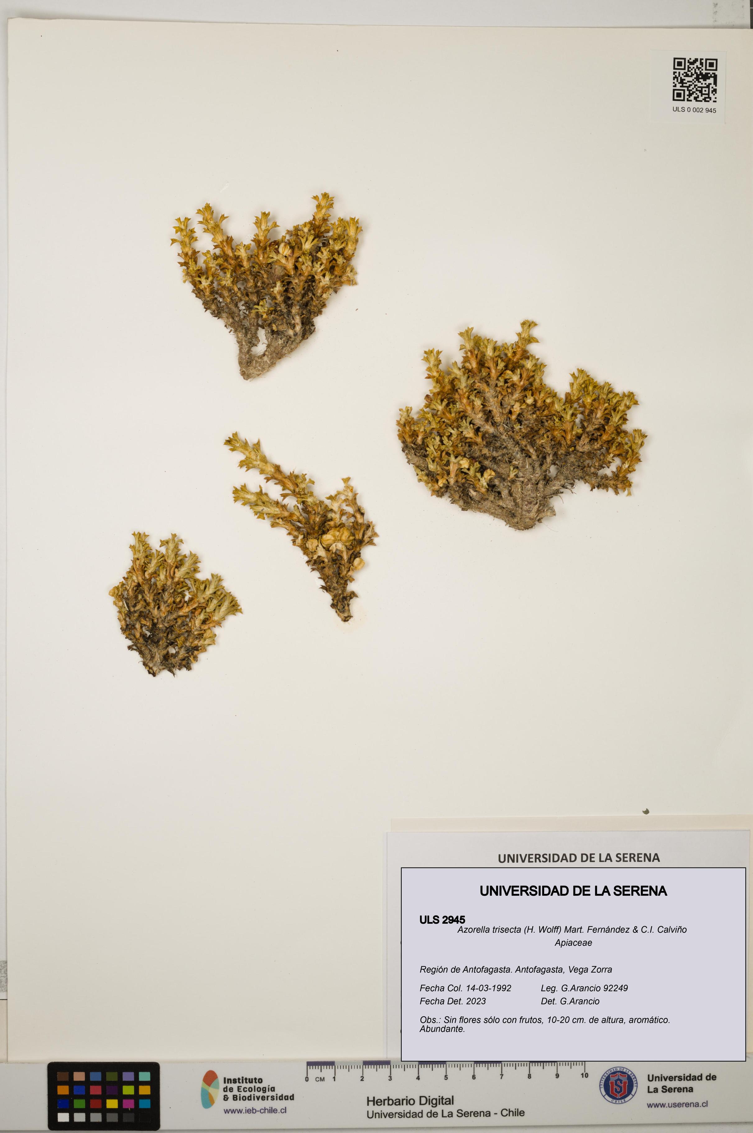 Azorella trisecta [Espécimen: ]