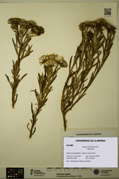 Senecio volckmannii [Espécimen: ULS:ULS:0002951]