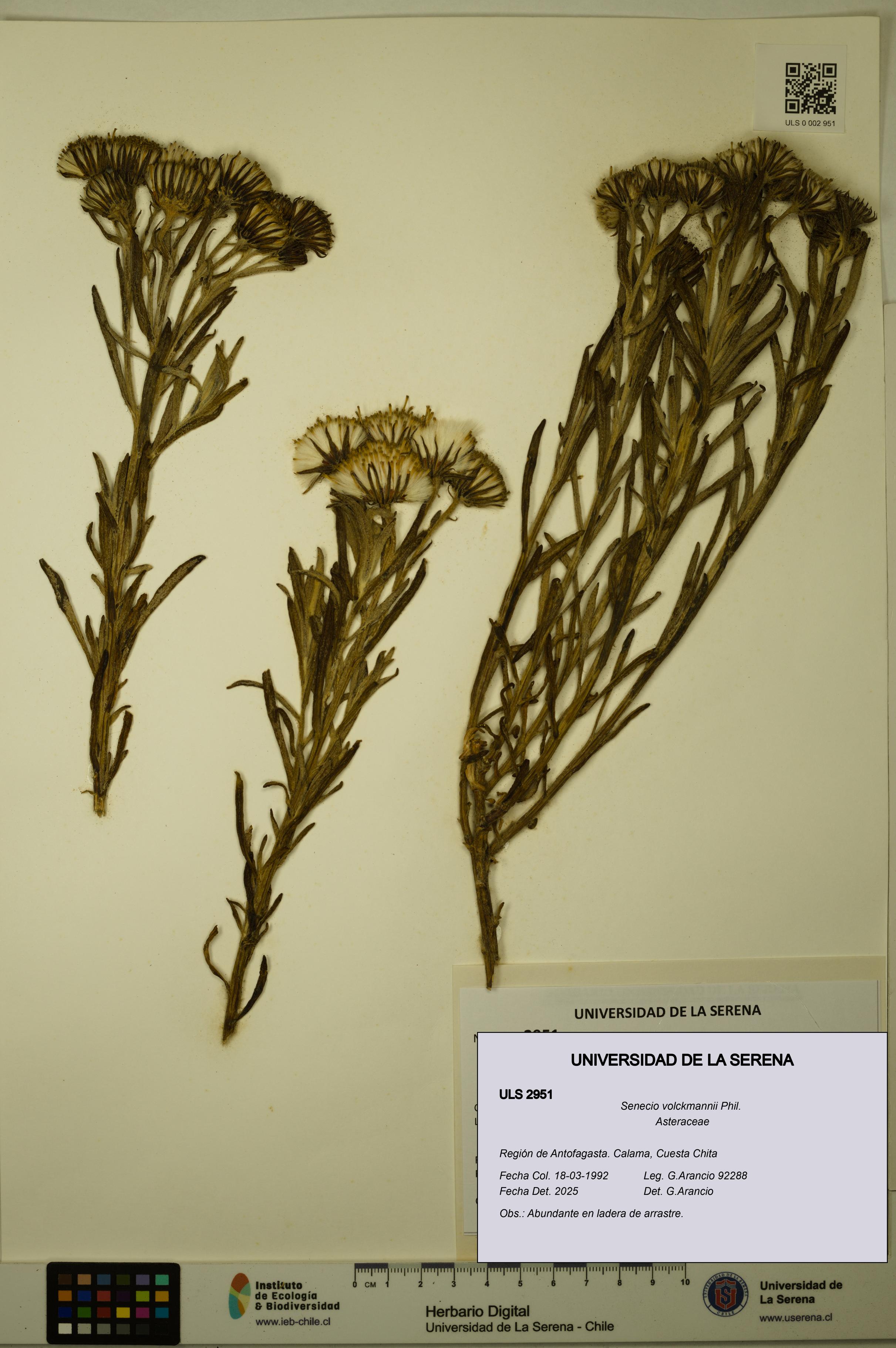 Senecio volckmannii [Espécimen: ULS:ULS:0002951]