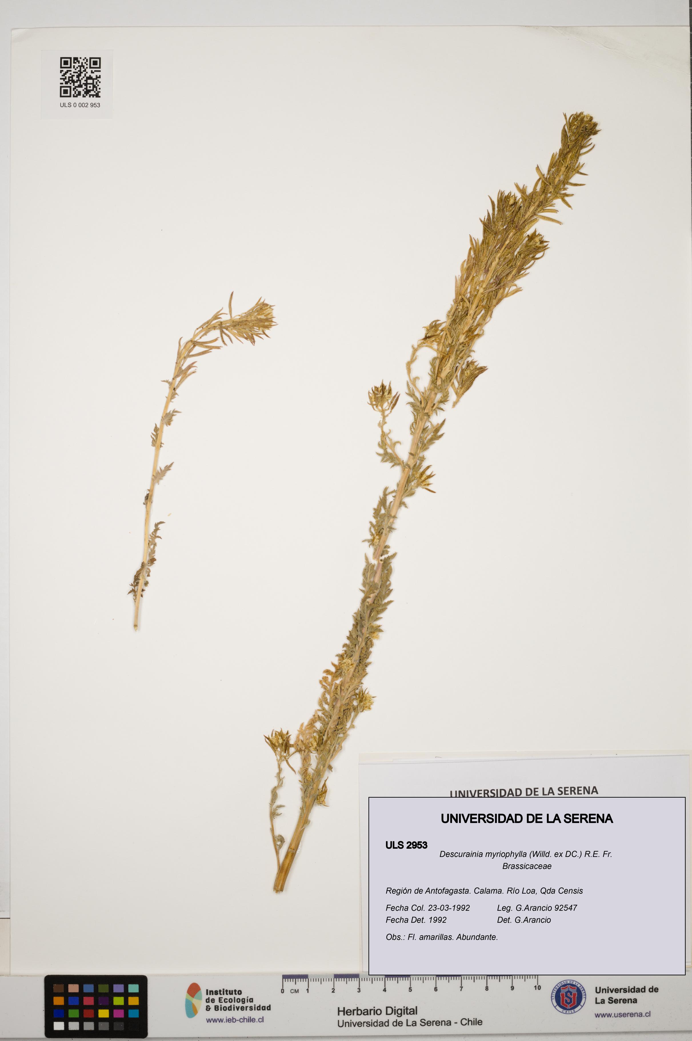 Descurainia myriophylla [Espécimen: ULS:ULS:0002953]