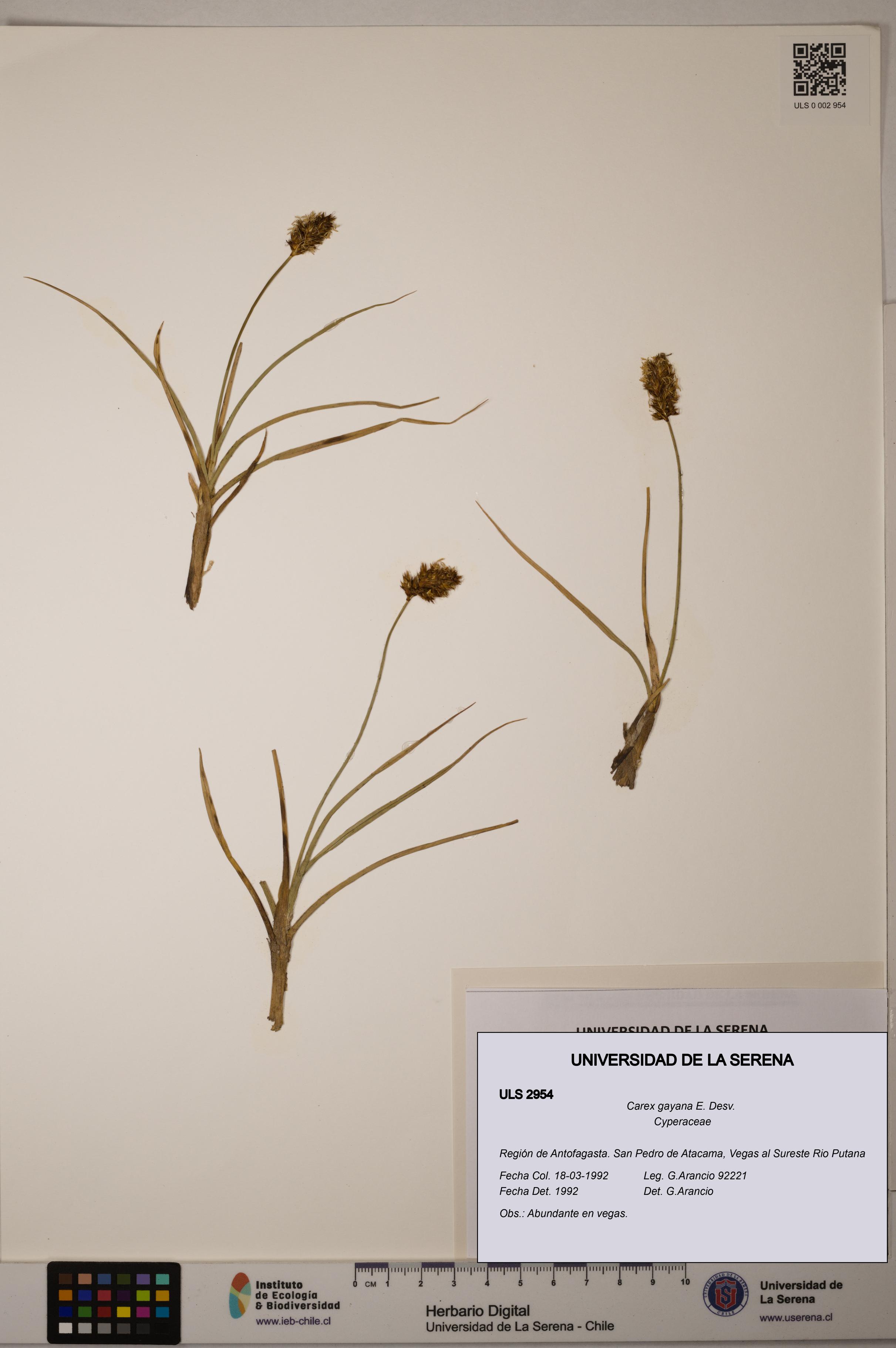 Carex gayana [Espécimen: ULS:ULS:0002954]