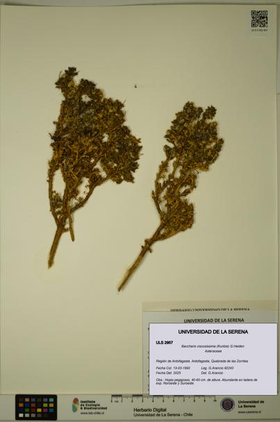 Baccharis tola [Espécimen: ULS:ULS:0002957]