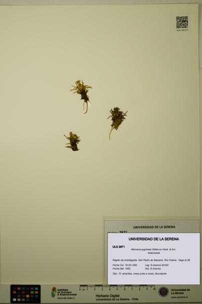 Werneria pygmaea [Espécimen: ULS:ULS:0002971]