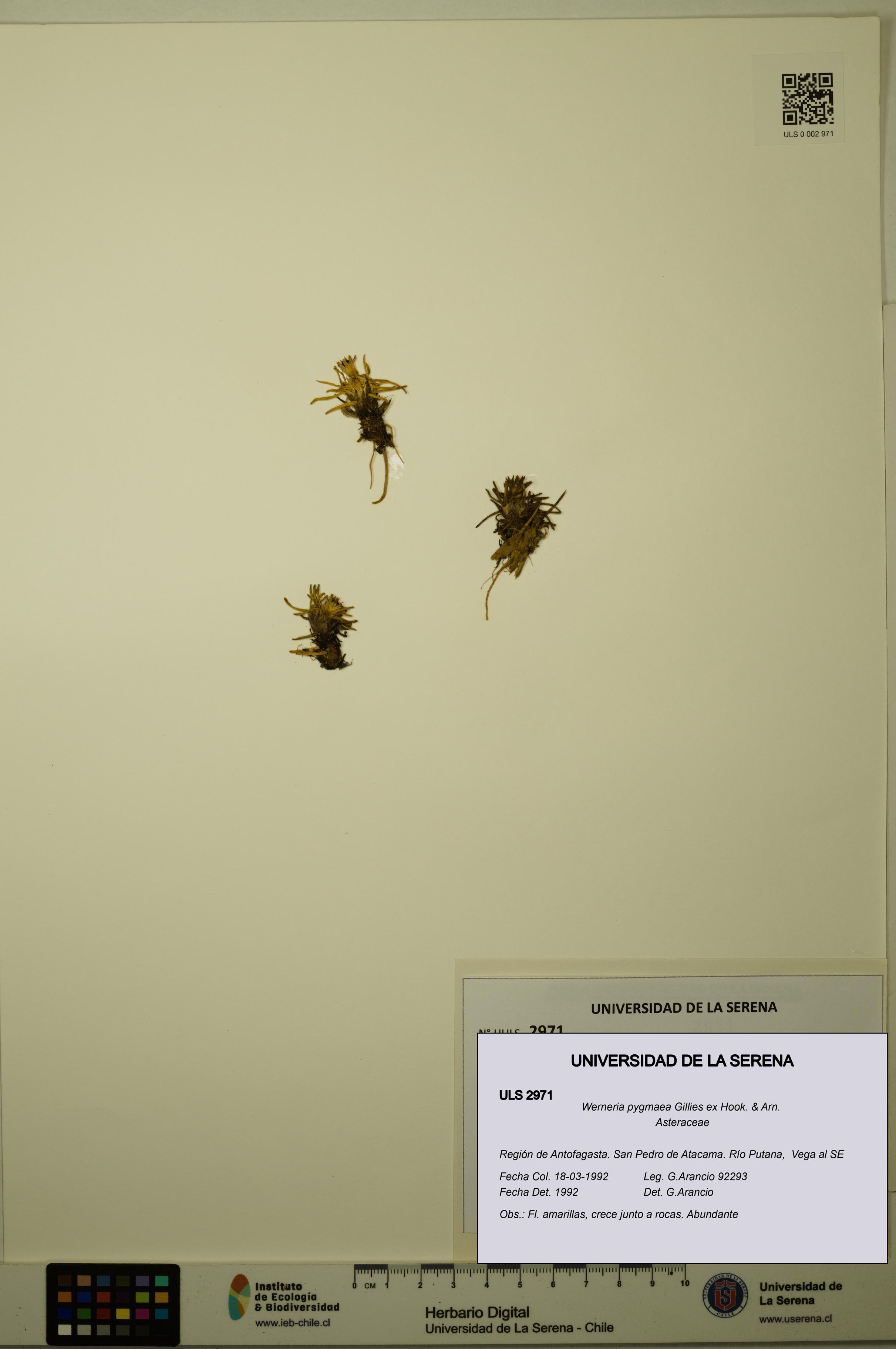 Werneria pygmaea [Espécimen: ULS:ULS:0002971]