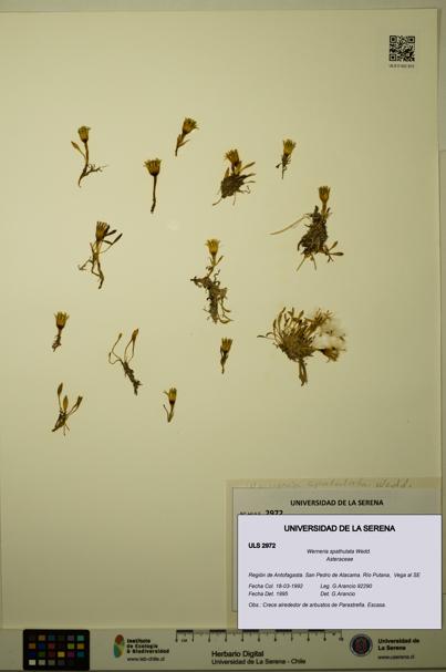 Werneria spathulata [Espécimen: ULS:ULS:0002972]