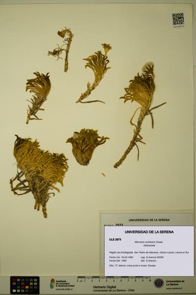 Werneria cochlearis [Espécimen: ULS:ULS:0002973]