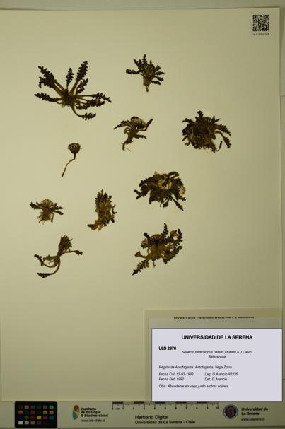 Senecio heterolobus [Espécimen: ULS:ULS:0002978]