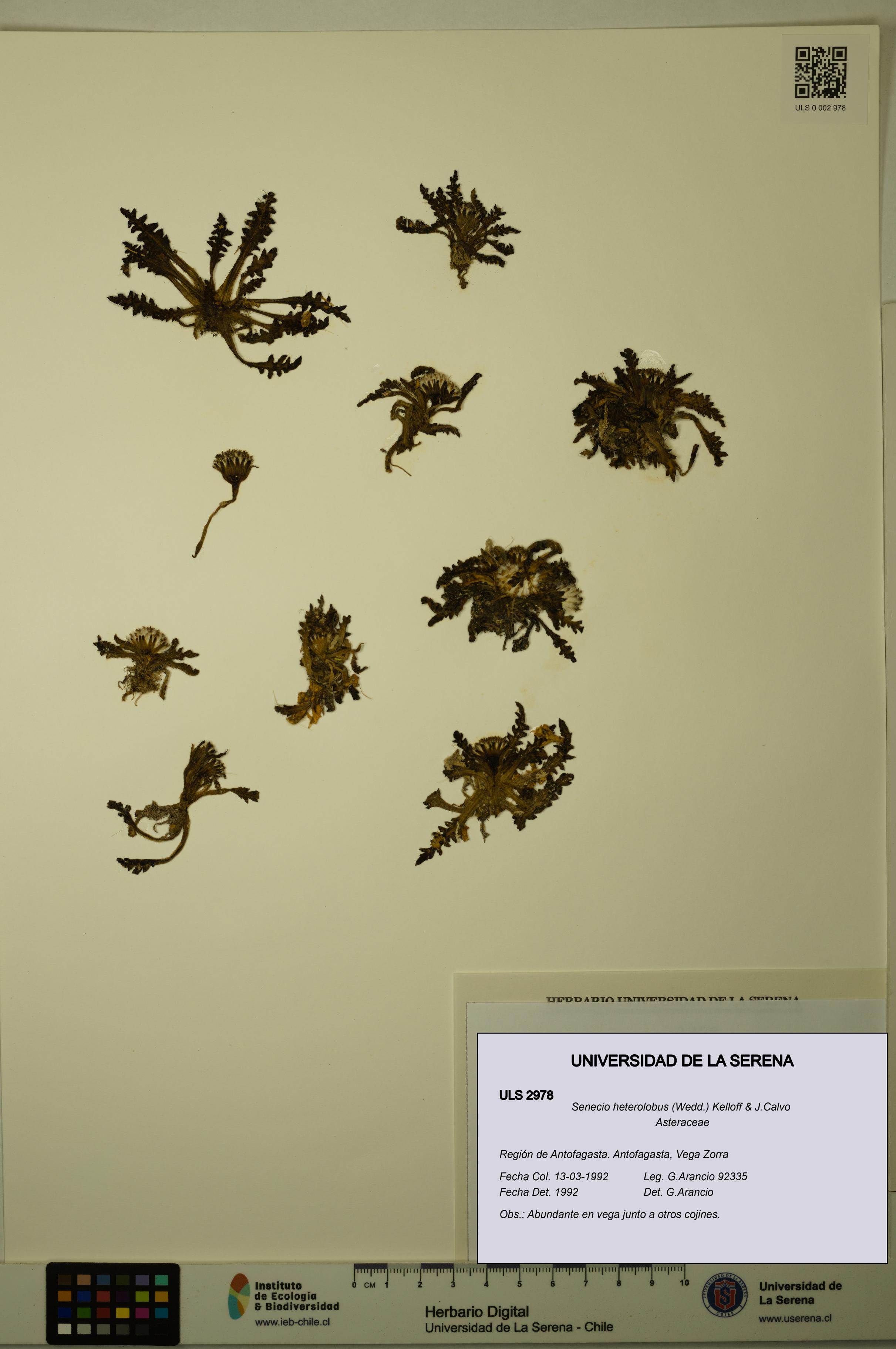 Senecio heterolobus [Espécimen: ULS:ULS:0002978]