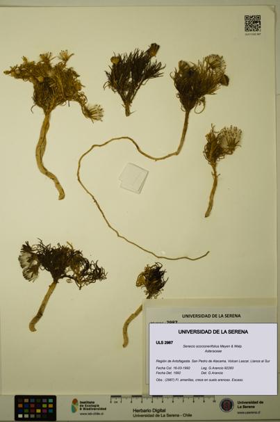 Senecio scorzonerifolius [Espécimen: ULS:ULS:0002987]