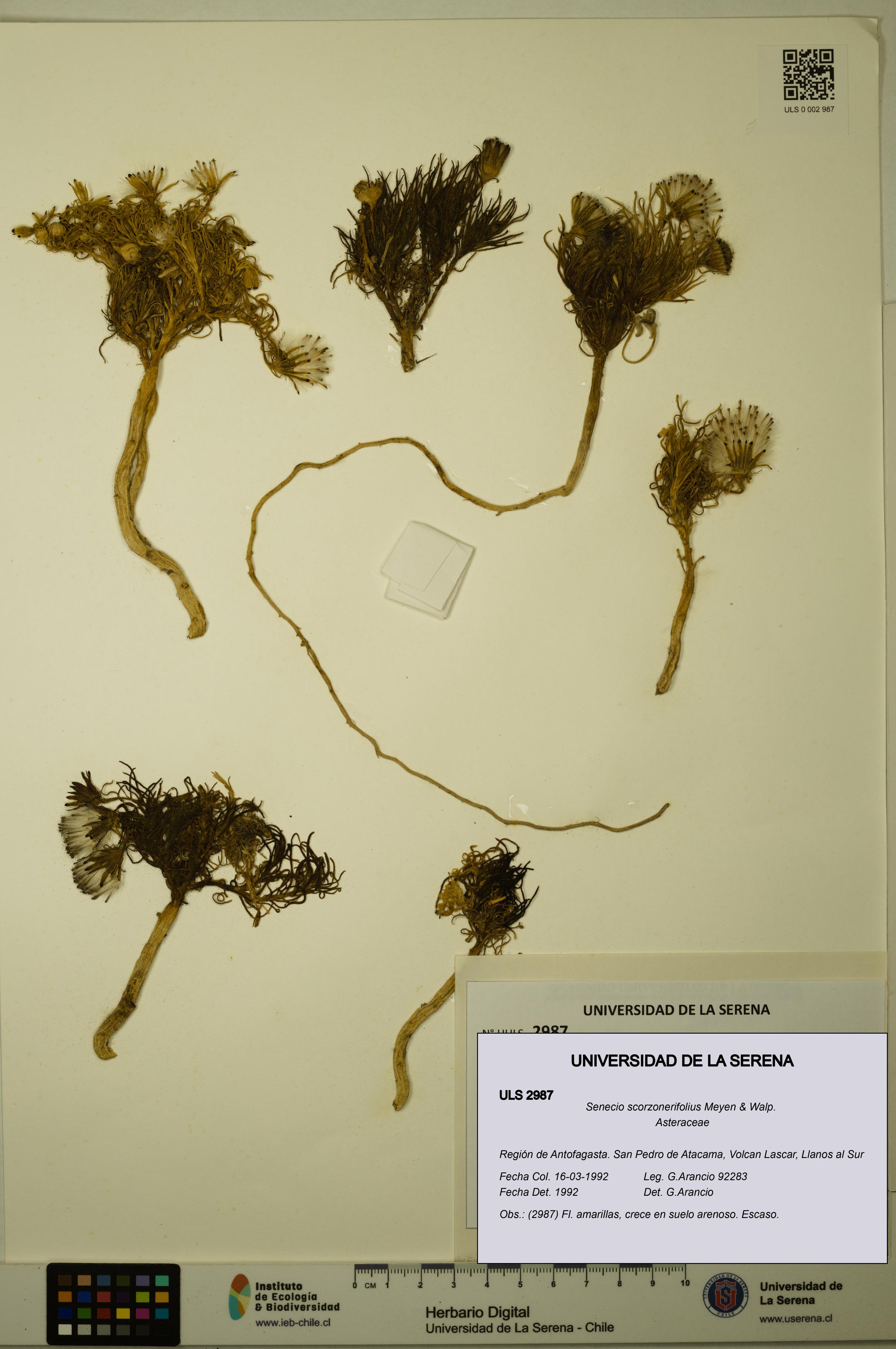 Senecio scorzonerifolius [Espécimen: ULS:ULS:0002987]