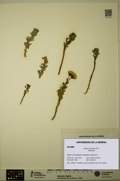 Senecio xerophilus [Espécimen: ULS:ULS:0002993]