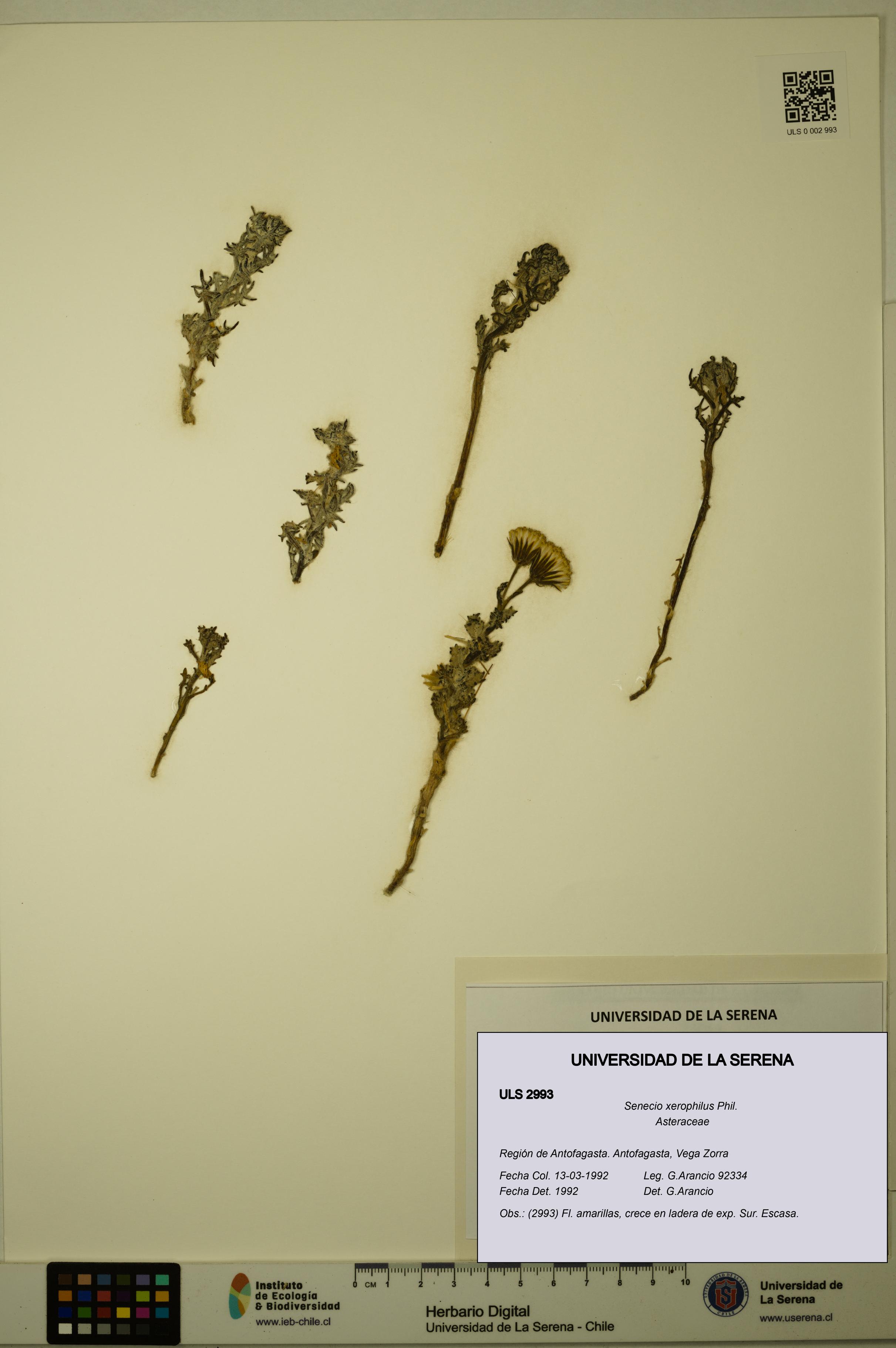 Senecio xerophilus [Espécimen: ULS:ULS:0002993]