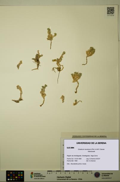 Oriastrum revolutum [Espécimen: ULS:ULS:0002994]