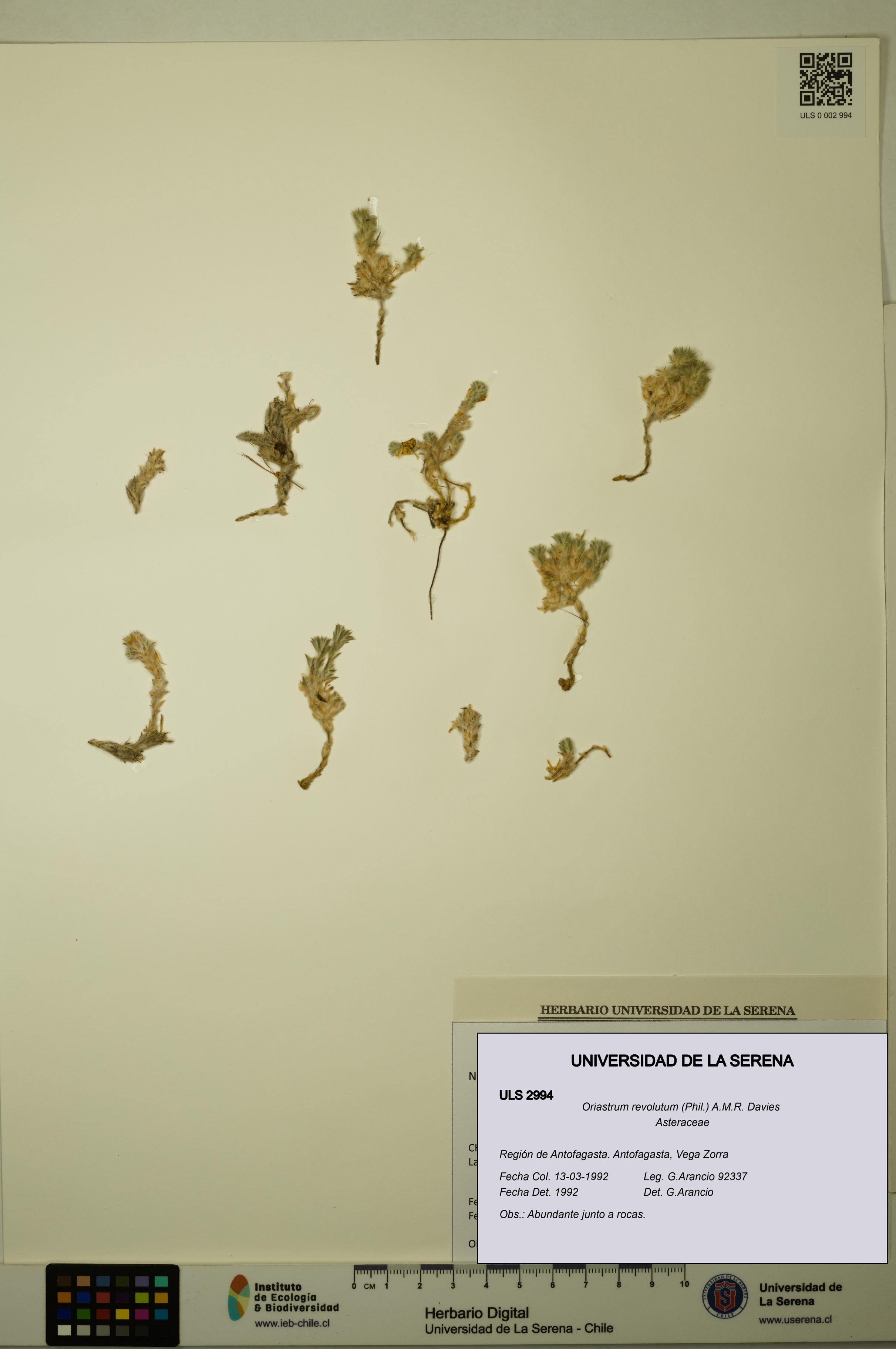 Oriastrum revolutum [Espécimen: ULS:ULS:0002994]