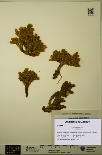 Werneria incisa [Espécimen: ULS:ULS:0002996]