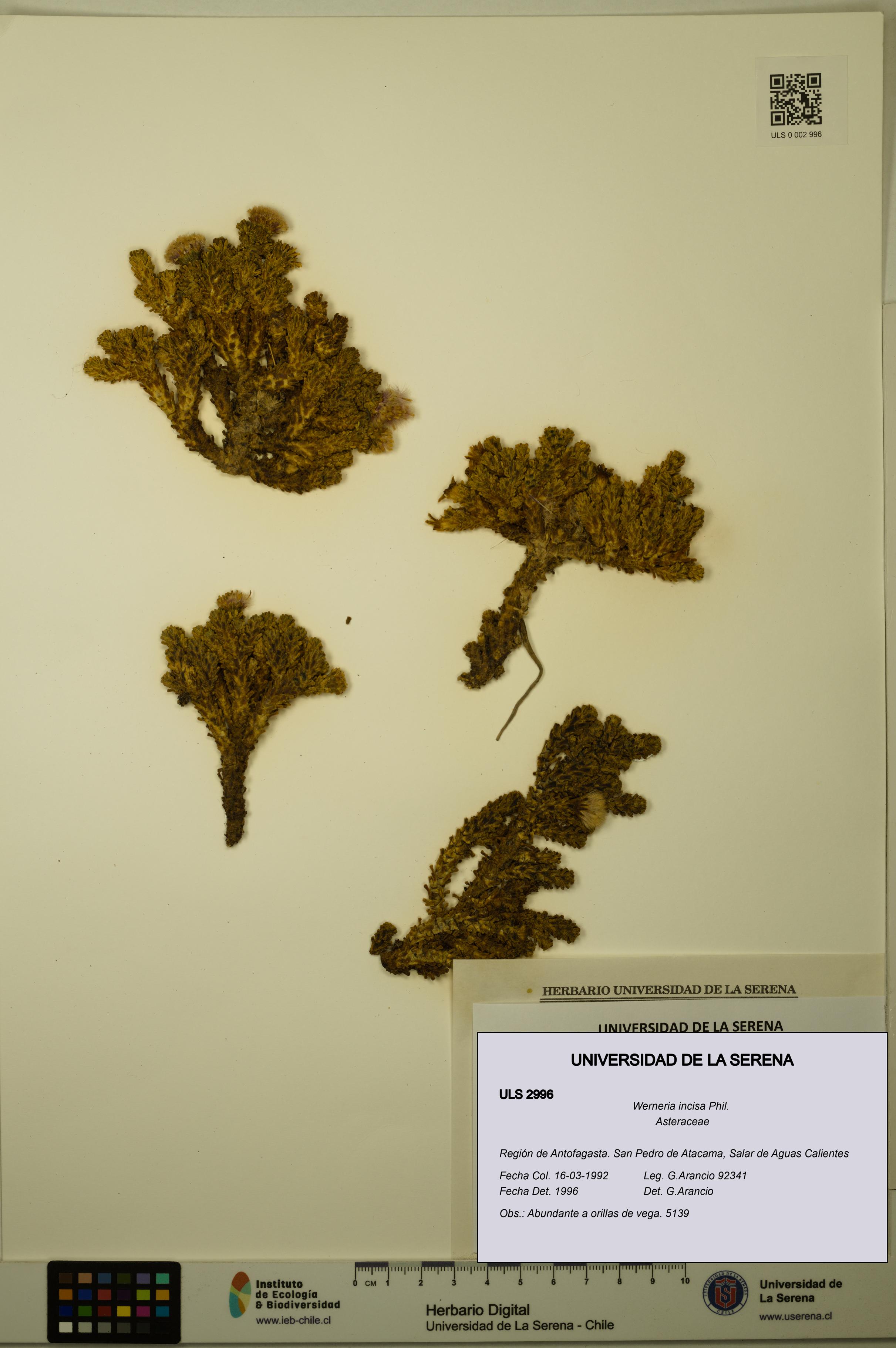 Werneria incisa [Espécimen: ULS:ULS:0002996]