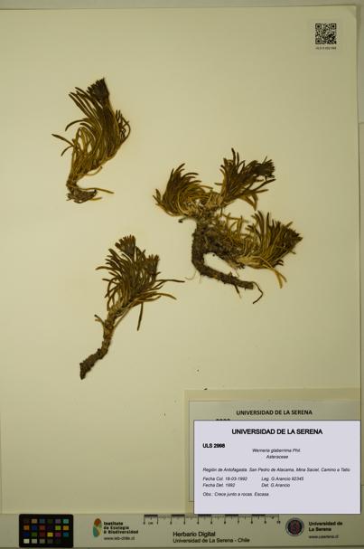 Werneria glaberrima [Espécimen: ULS:ULS:0002998]