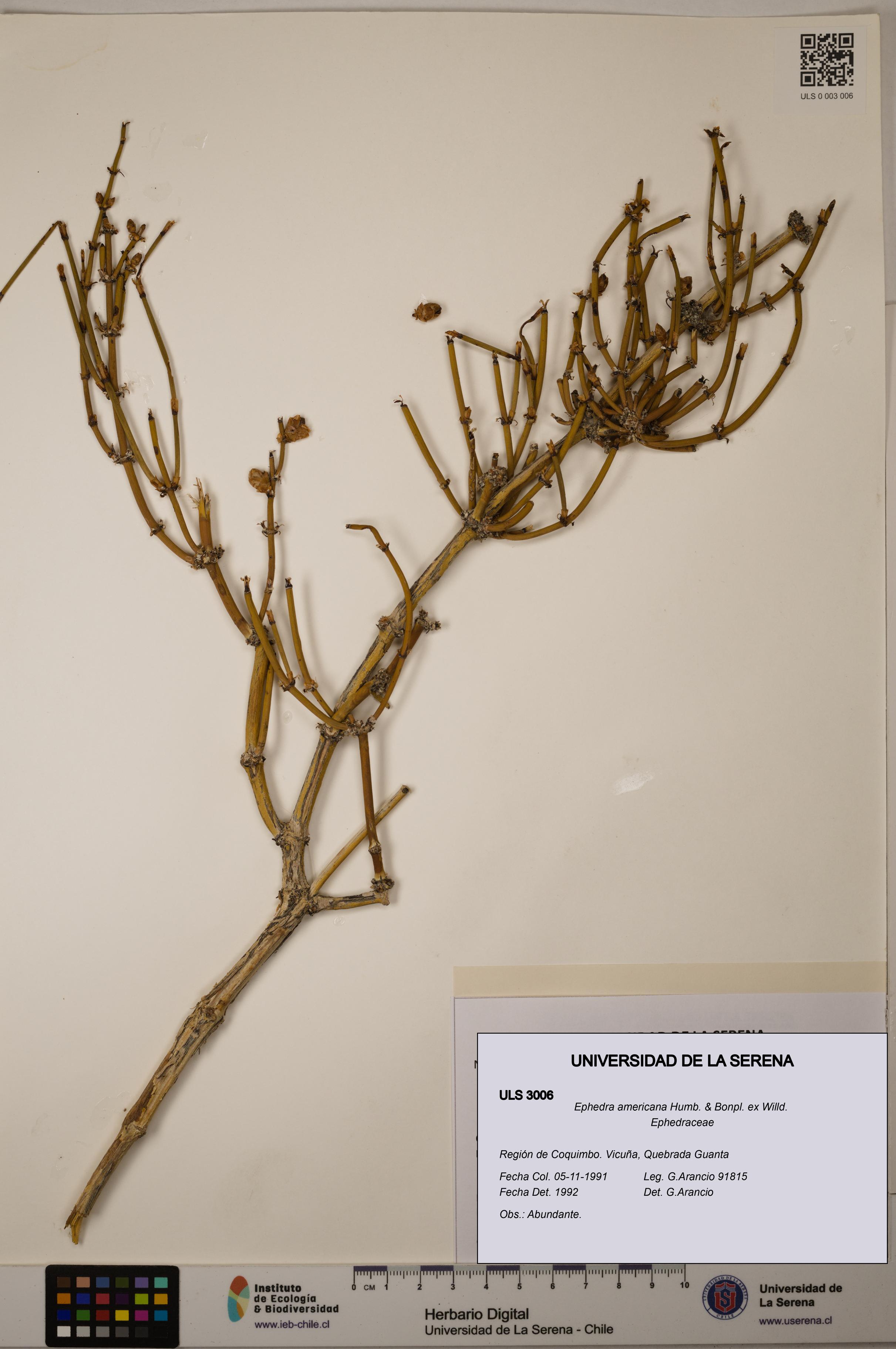 Ephedra americana [Espécimen: ULS:ULS:0003006]