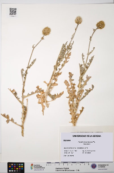 Polyachyrus carduoides [Espécimen: ULS:ULS:0003016]