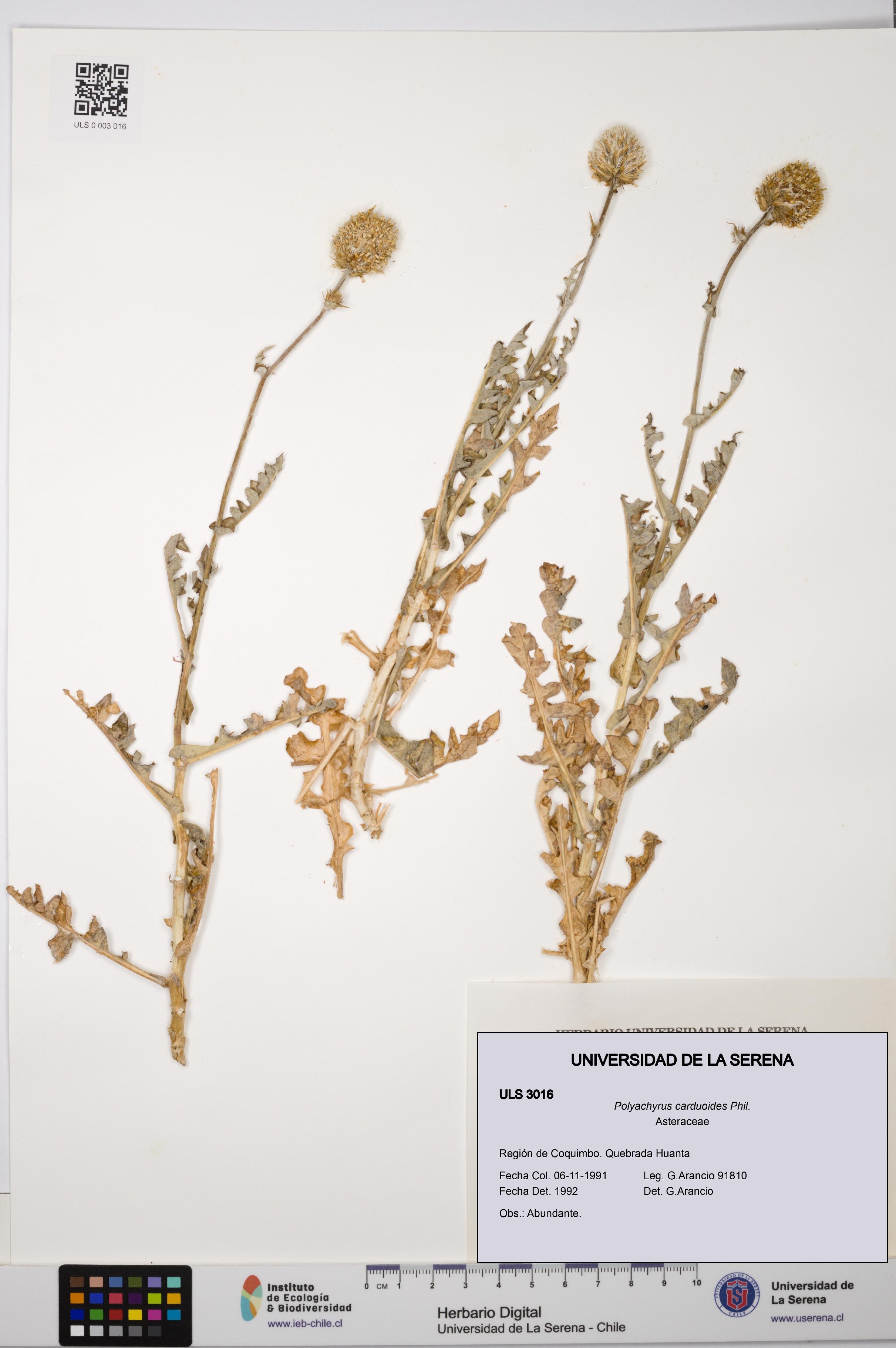Polyachyrus carduoides [Espécimen: ULS:ULS:0003016]