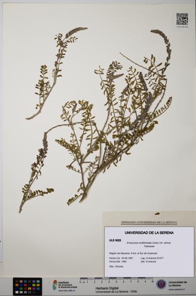 Errazurizia multifoliolata [Espécimen: ULS:ULS:0003022]