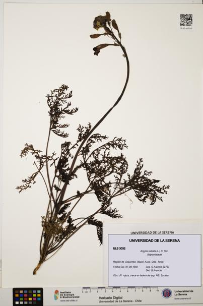 Argylia radiata [Espécimen: ULS:ULS:0003032]