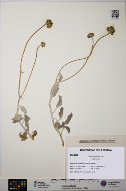 Encelia canescens [Espécimen: ULS:ULS:0003056]