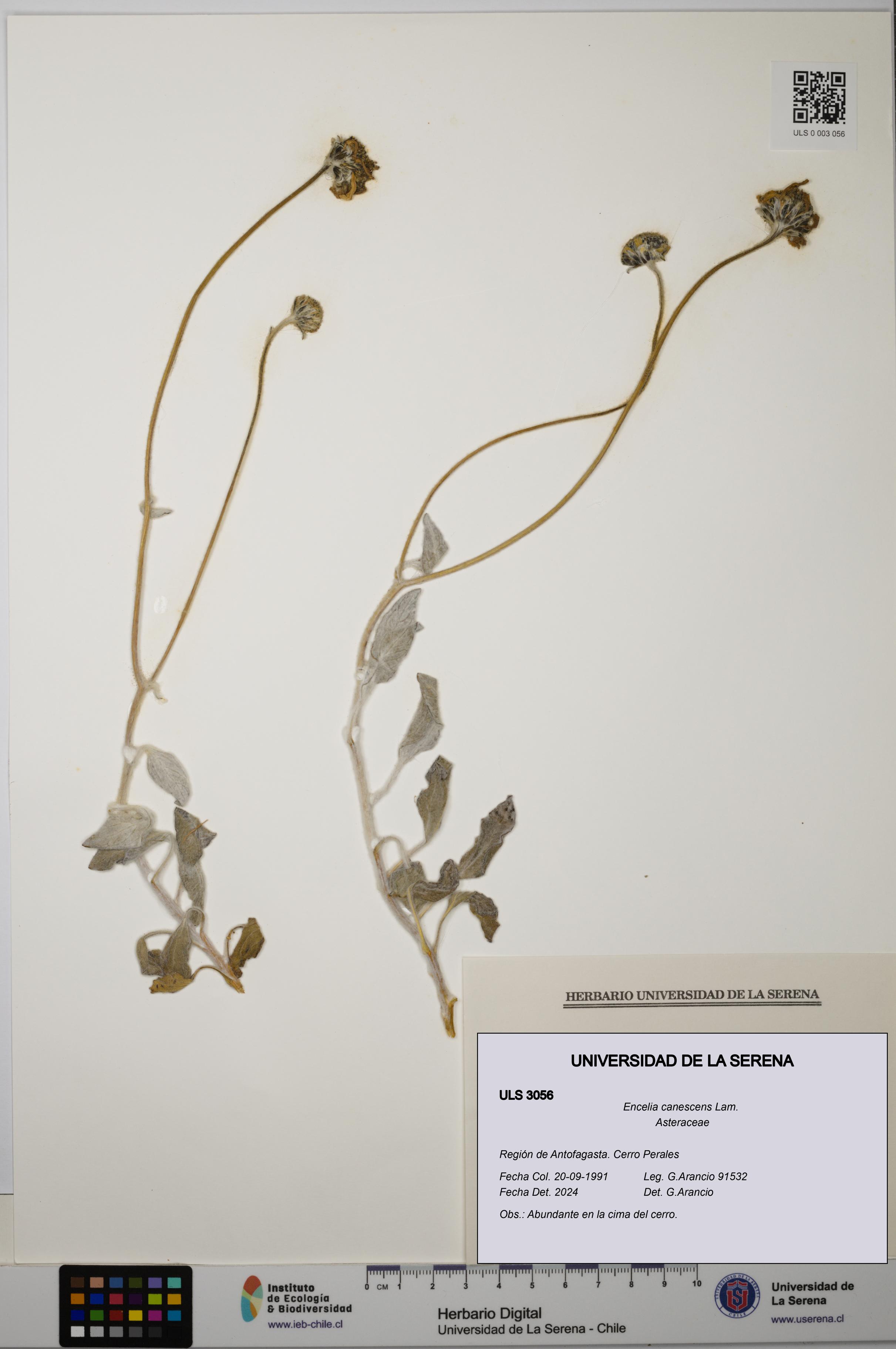 Encelia canescens [Espécimen: ULS:ULS:0003056]