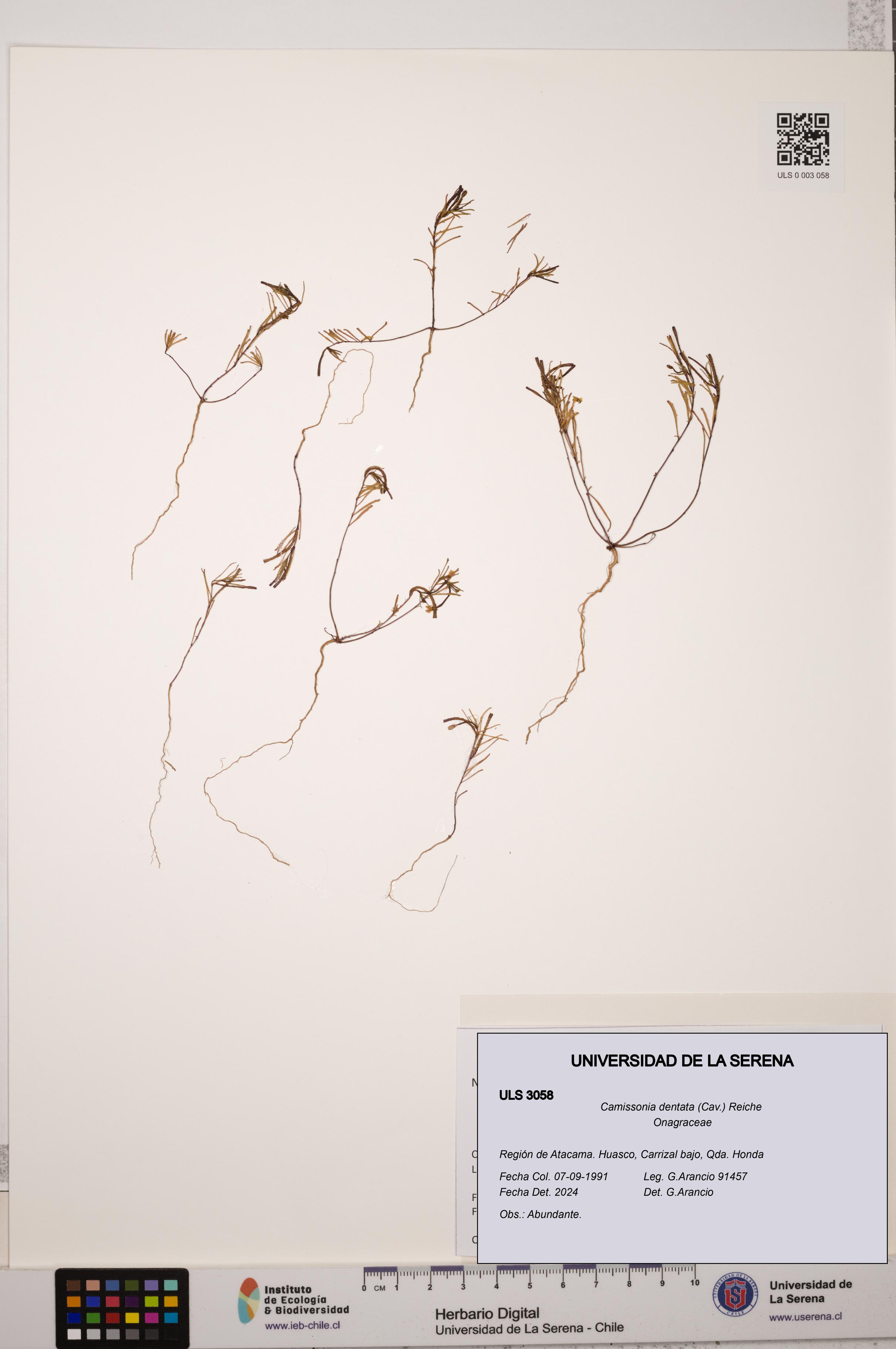Camissonia dentata [Espécimen: ULS:ULS:0003058]