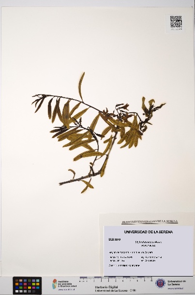 Skytanthus acutus [Espécimen: ULS:ULS:0003070]