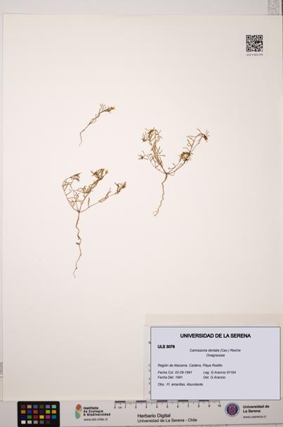 Camissonia dentata [Espécimen: ULS:ULS:0003076]