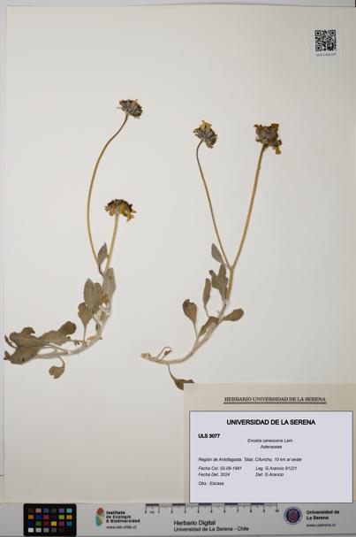 Encelia canescens [Espécimen: ULS:ULS:0003077]