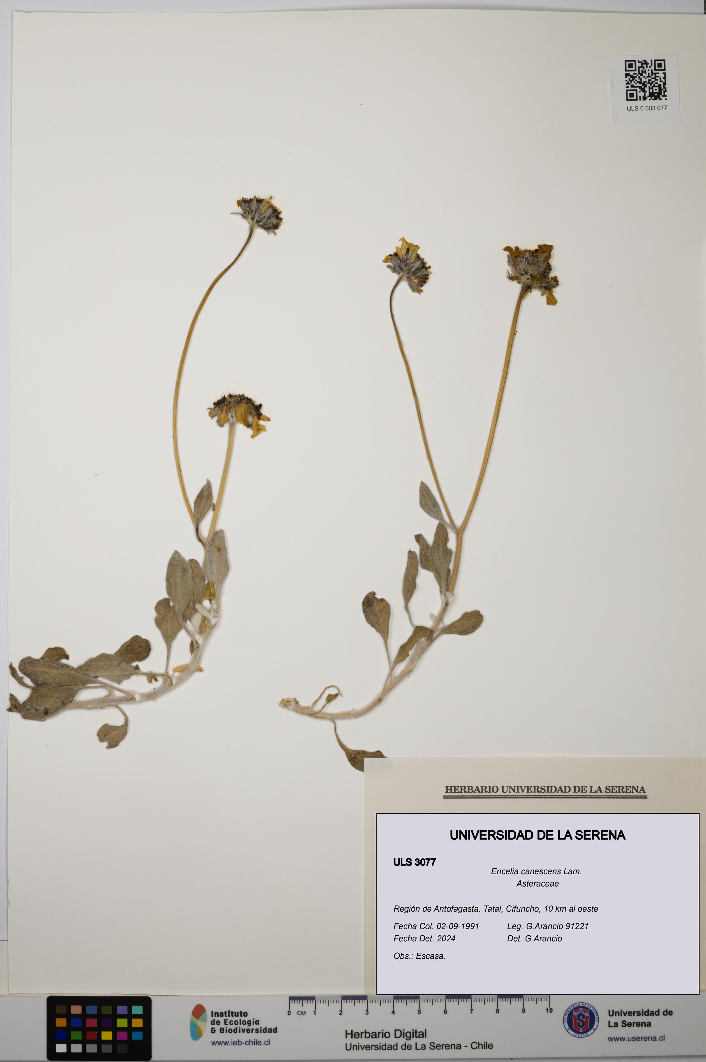 Encelia canescens [Espécimen: ULS:ULS:0003077]